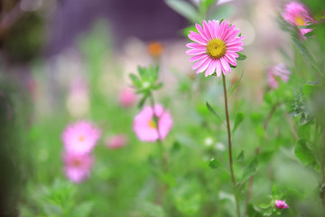 Obraz premium Flower