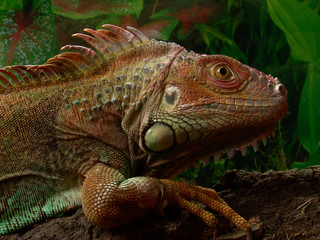 Green iguana Lguana iguana in terrarium