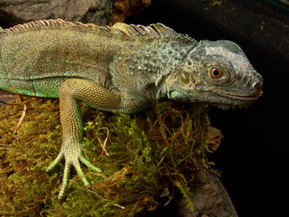 Green iguana Lguana iguana in terrarium