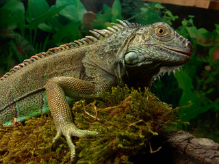 Green iguana Lguana iguana in terrarium