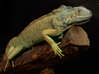 Green iguana Lguana iguana in terrarium