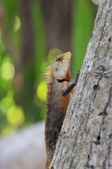 Iguana