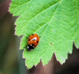 Siebenpunkt Marienkäfer auf einem Blatt, Pflanze