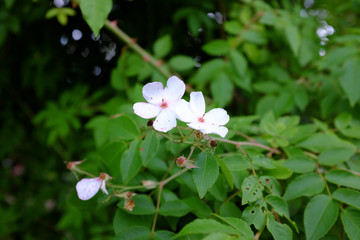 Rosa helenae, China