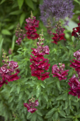 Antirrhinum majus