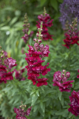 Antirrhinum majus