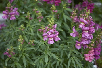 Antirrhinum majus