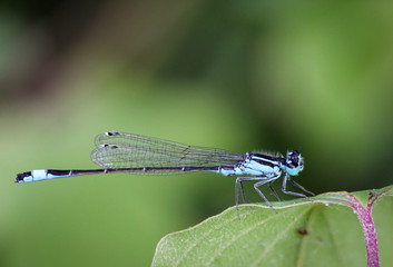 Libelle, Jungfer, auf einer Pflanze