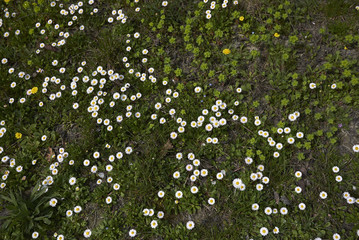 Bellis&nbsp;perennis