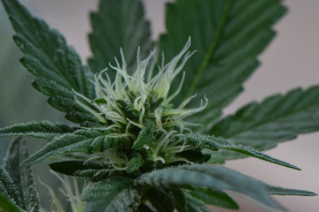 Mendo Purple Pistil Hairs