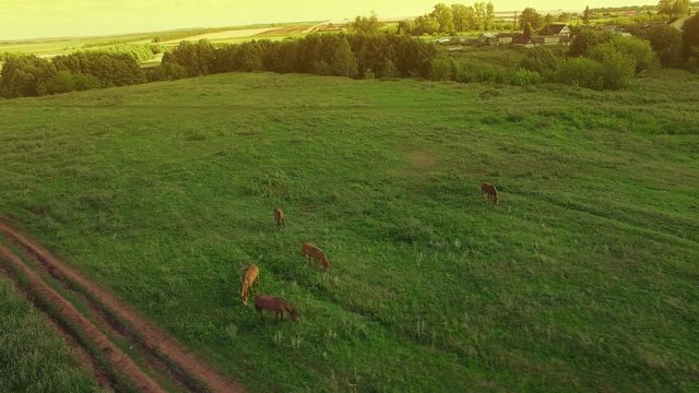 Several young beautiful horses graze in the evening on a meadow at yellow red sunset, aerial view fly around and up
