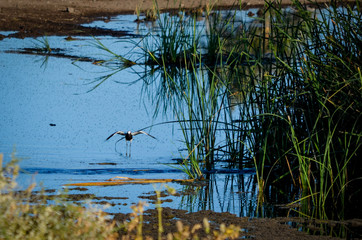 Landung im Wasserloch