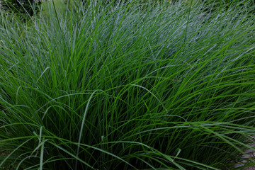 Fototapeta premium Miscanthus sinensis, Gracillimus