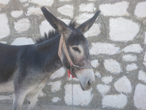 eşek