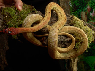 Black-headed royal diadem snake Spalerosophis artriceps in terrarium