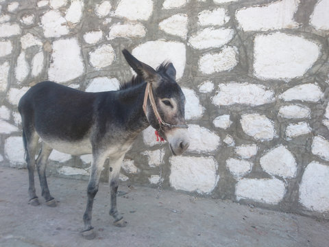 eşek