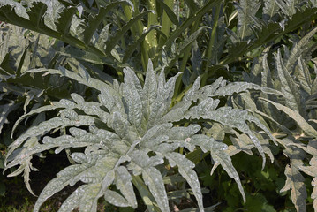 Cynara cardunculus