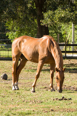 Grazing Gelding