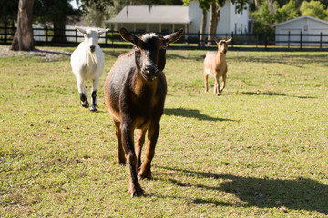 Three goats