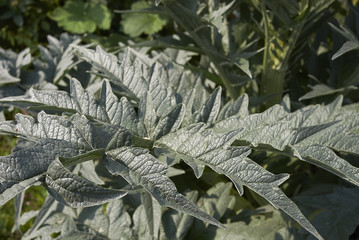 Cynara cardunculus