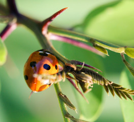 Siebenpunkt Marienkäfer auf einem Blatt, Pflanze