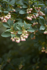 Enkianthus campanulatus