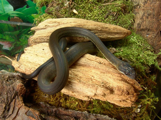 Freckled python Liasis macklodi young in terrarium 