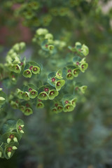 Euphorbia characias
