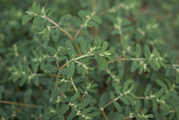 Euphorbia maculata