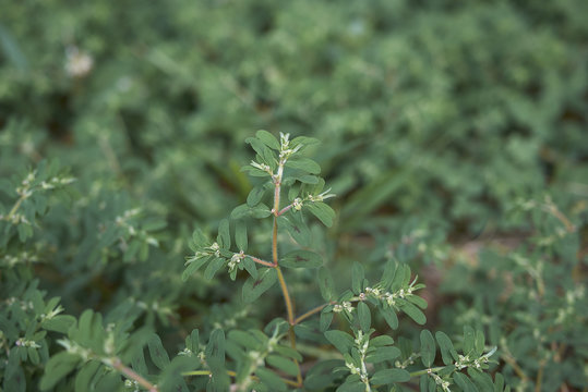 Euphorbia Maculata