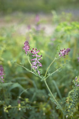 Fumaria officinalis