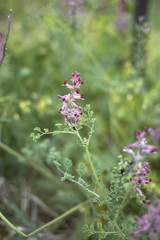 Fumaria officinalis