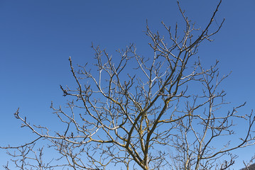 Juglans regia
