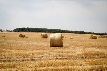 Fototapeta na wymiar Strohrollen, Strohballen auf einem abgeernteten Getreidefeld 