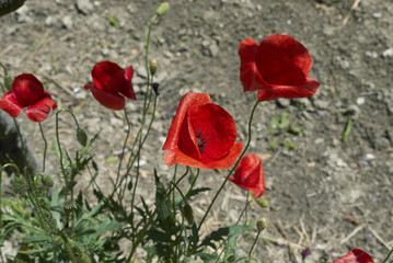 Papaver rhoeas