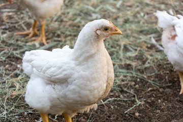 Broiler chickens on a rural poultry farm. Chicken in animal rural farm.