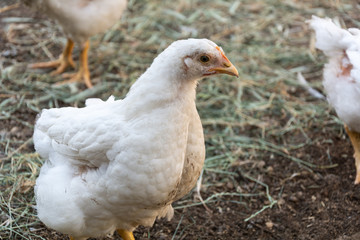 Home and broiler chicken. Mixed breed of chickens.