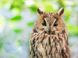 portrait of a tired long eared owl on a soft colorful background