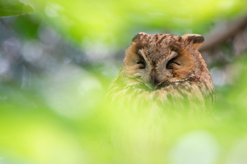 Naklejka premium portrait of a sleeping long eared owl in the tree surrounded by soft green blurry leaves