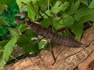 Thorny devil stick insect Eurycantha calcarata in terrarium