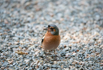 closeup of a male chaffinch standing on pebble stones