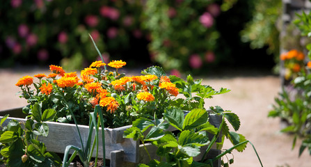 Aménagement de jardin privé