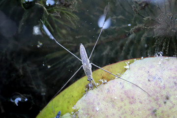 Wasserläufer auf Wasser 