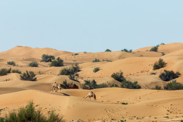 Fototapeta na wymiar Dromedaries in the desert.