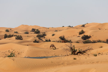 Dromedaries in the desert.