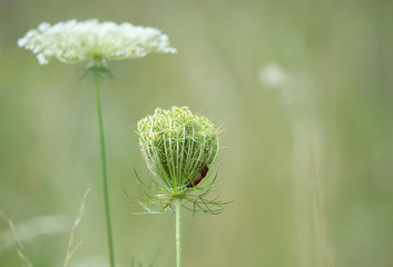 two mating red and black striped shield bugs on a wild carrot - soft green background