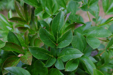Paeonia, Jappensha - Ikhu
