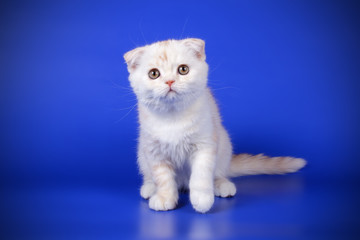 Scottish fold shorthair cat on colored backgrounds