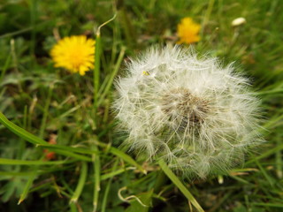 dandylion