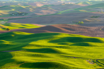 Fototapeta premium The Palouse